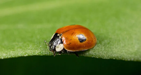 Adalia bipunctata